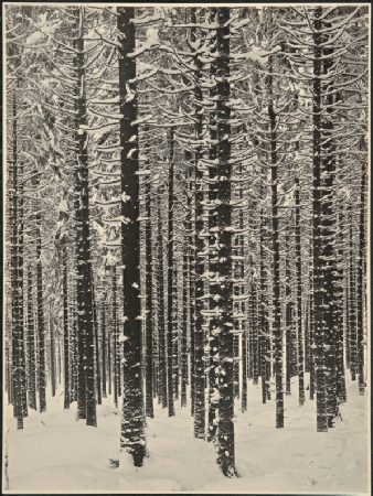 Albert Renger-Patzsch, Forêt de montagne en hiver (Forêt de sapins en hiver), 1926