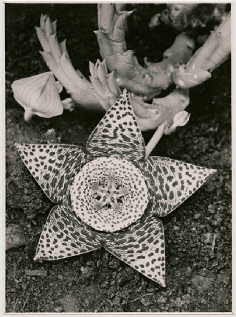 Albert Renger-Patzsch, Stapelia variegata, Asclepiadacese, 1923