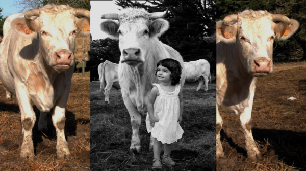 Agnès Varda, Alice et les vaches blanches, 2011. Portrait à volets vidéo