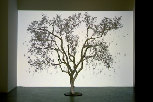 Samuel Rousseau, L’arbre et son ombre, vidéo, 2008-2009