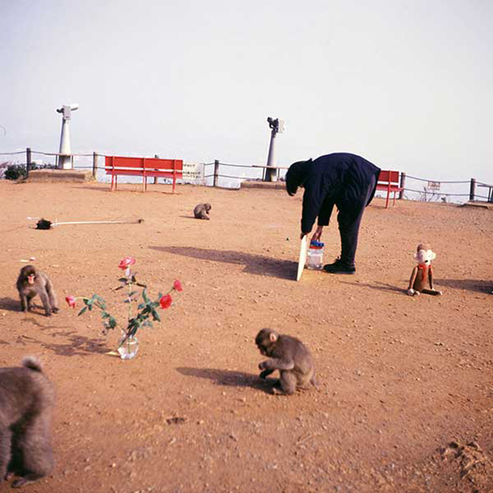 Shimabuku, Gift: Exhibition for the Monkeys, 1992. Iwatayama, Kyoto.Courtesy de l’artiste et Air de Paris, Paris