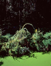 Francis Morandini, Sans titre, tirage Cibachrome, 50 x 60cm cm, 2006