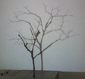 Samuel Rousseau, L’arbre et son ombre, vidéo, 2008-2009